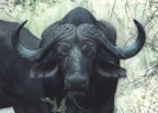 Cape buffalo.