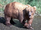 Big grizzly at Brooks River, Katmai National Park