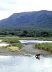 Grizzly in Katmai National Park