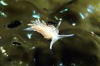 Nudibranch on kelp