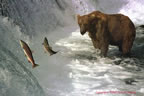 Grizzly bear and salmon at Brooks River, Katmai National Park