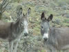 Burros along the road