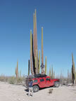 That is one hell of a cardon cactus