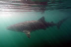 Whale shark at Bahia de Los Angeles, Baja California.  Nikon 12-24mm lens at 12mm, dome port, no strobe.