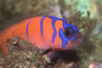 Blue-banded (Catalina) goby