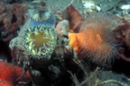 Clam siphons and golden plumose anenome, Morro Bay.