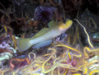 Goby with brittle stars.