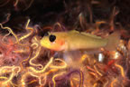 Blackeyed goby on a bed of brittle stars