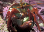 Hermit crab.