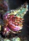 Hermit crab with big claw and blue eyes.