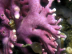 Purple hydrocoral, Santa Barbara Island.