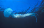 Jellyfish at Anacapa.