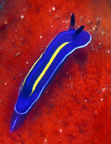 UCLA nudibranch at Anacapa.