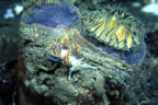 Nudibranch on clam siphon