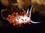 Very tiny and unusual nudibranch