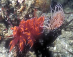 Rainbow nudibranch stalking tube anemone.