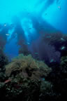 Kelp scene at Anacapa.