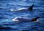 Risso dolphins.