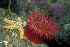 Telia anemone with starfish.