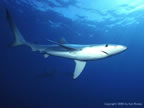 Blue shark off San Diego