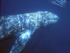 Gray whale at Anacapa in August