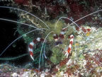 Banded coral shrimp.