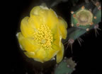 Yellow cactus flower - Provodenciales.