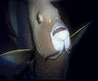 Gray angelfish face.