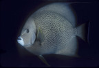 Gray angelfish.