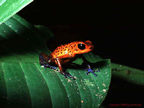Poison arrow frog in Costa Rica