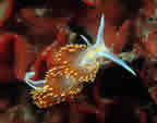 Hermissenda crassicornis nudibranch