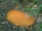 "Puff" nudibranch (Acanthodoris lutea)