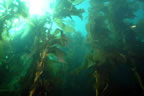 Kelp, Santa Cruz Island, 12-24mm lens, dome port, 2 strobes.