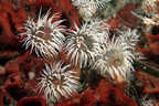 Anemones on red bryozoan