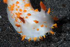 Clown nudibranch head.