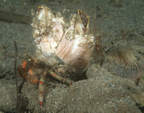 Hermit crab carrying two barnacles, note shrimp in background.