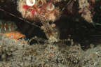 Shrimp with tubeworms