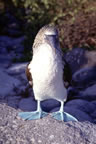 Bluefooted booby