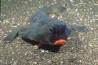 Red-lipped batfish - Tagus Cove