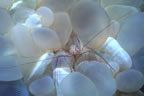Shrimp in bubble coral
