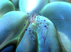 Shrimp in coral