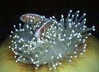 Clownfish in closing anemone