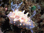 Unusual nudibranch