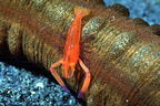 Red shrimp on red sea cucumber