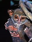 Tarsies monkey - world's smallest primate