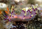 Small nudibranch