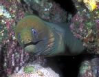 Green moray eel.