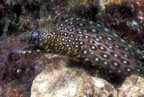 Jewel moray eel.