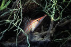 Longnose hawkfish in black coral (wreck of the Salvatierra)