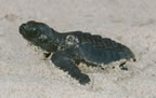 Olive Ridley hatchling just out of the nest.